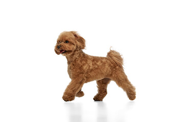 Happy little dog, playful, fluffy, brown purebred Poodle in motion, running, playing isolated on white background. Concept of animals, domestic pet, care, vet, pet friend. Copy space for ad