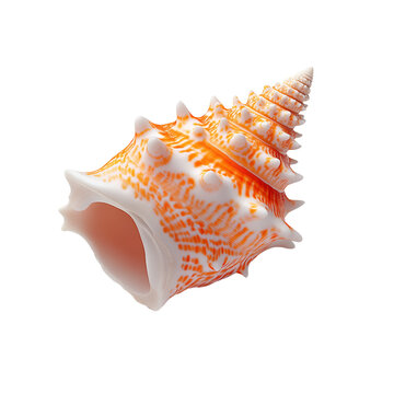 Close-up of a vibrant orange and white seashell with intricate patterns, ideal for marine, beach, or nature-themed designs.