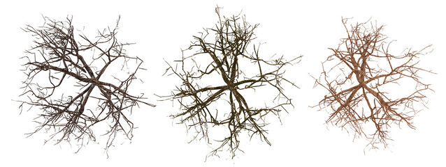 Neuron Cells on transparent background