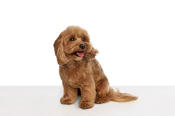 Adorable, fluffy, little dog, purebred Toy Poodle calmly sitting with tongue sticking out isolated on white background. Concept of animals, domestic pet, care, vet,, pet friend. Copy space for ad