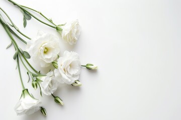 White eustoma flowers in the corner on white background