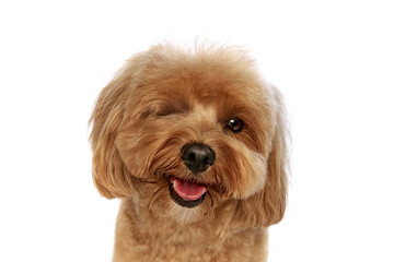 Portrait of beautiful fluffy dog, happy, adorable purebred Poodle smiling isolated on white background. Concept of animals, domestic pet, care, vet, joy and fun, pet friend. Copy space for ad