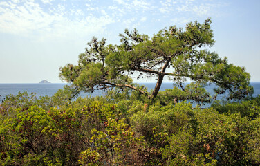pine tree on the coast of island