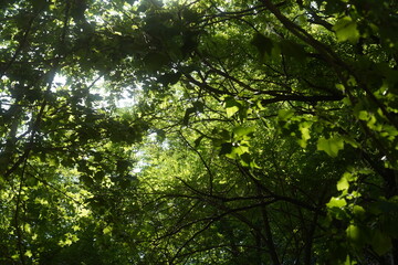 branches of a tree in forest
