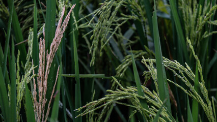 A detailed close-up of ripening rice plants in a lush green field. The image captures the intricate details of the grains and the rich textures of the leaves, showcasing the beauty of nature