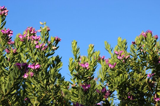 Flowers and butterflies 
