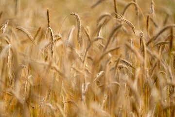Golden grain on farmland