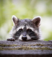 cute raccoon 