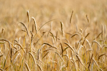 Golden grain on farmland