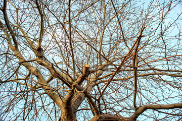 bare tree branches against blue sky