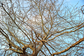tangled branches of a tree against the sky