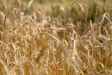 Golden grain on farmland