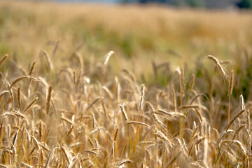 Golden grain on farmland