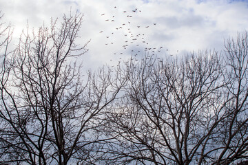 flock of birds flying over the winter trees