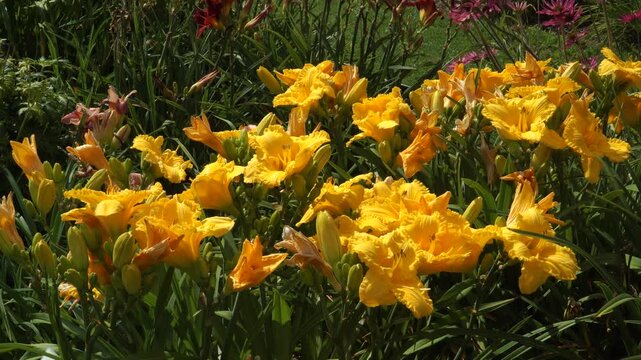 Hemerocallidaceae, specifically Hemerocallis x hybrida hort., widely known as daylilies, are perennial herbaceous plants. In close, their orange-yellow blossoms reveal intricate petal details.