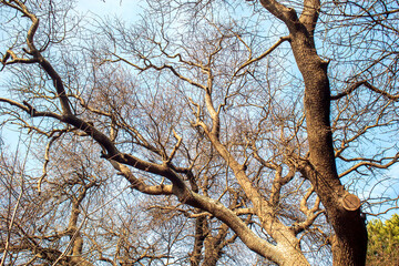 bare tree branches in the sky