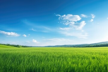 Fototapeta premium Lush Green Meadow Under Clear Blue Sky. Fluffy White Clouds on a Sunny Day Landscape Background