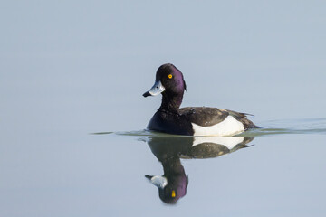 A male tufted duck swimming on a lake