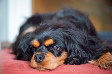 Entspannte Cavalier King Charles Spaniel Hündin