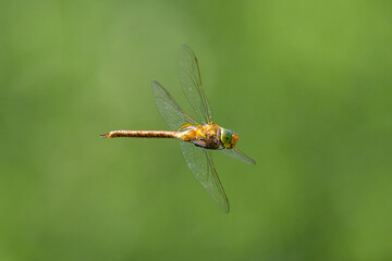 A green eyed hawker dragonfly in flight
