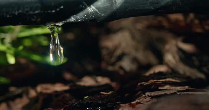 Close-up of a black irrigation pipe with a water droplet forming, set against a blurred background of green plants.
