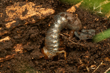 a giant larva in the ground