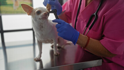 A woman examines a chihuahua dog's ear in a veterinary clinic room using specialized equipment.