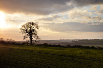 Tree in the field. Countryside view.
