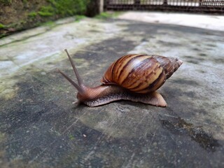 Lissachatina fulica is a species of large land snail that belongs in the subfamily Achatininae of the family Achatinidae. It is also known as the Giant African land snail.