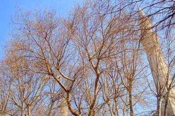 branches against sky