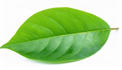 Fototapeta premium Ecology concept featuring vibrant green leaves, symbolizing environmental sustainability and nature conservation, set against a clean, white background. This image highlights the importance of eco-fri