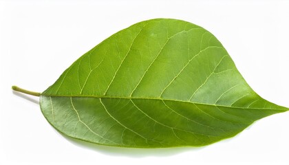 Obraz premium Ecology concept featuring vibrant green leaves, symbolizing environmental sustainability and nature conservation, set against a clean, white background. This image highlights the importance of eco-fri