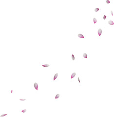 falling pink lotus flower petals