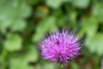 thistle flower