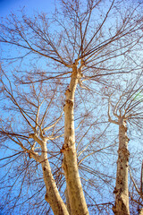 bare trees in the sky