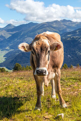 cow in the mountains