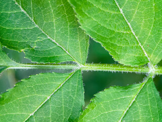 Detailed view of plants in nature. Background images.