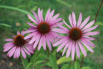 Fototapeta premium Sweden. Echinacea purpurea, the eastern purple coneflower, purple coneflower, hedgehog coneflower, or echinacea, is a North American species of flowering plant in the family Asteraceae. 
