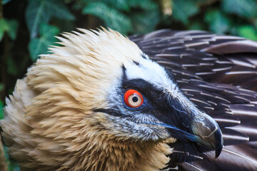 close up of a vulture