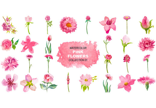 Vector watercolor painted pink flowers clipart. Hand drawn elements isolated on white background