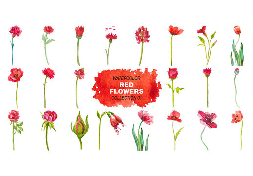 Vector watercolor painted red flowers clipart Hand drawn elements isolated on white background