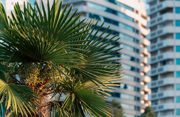 Fototapeta premium fresh green leaves of palm tree against the background of modern skyscrapers