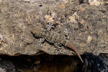 Gecko on Aqueduto do Convento de Cristo - Troço Pegões Altos