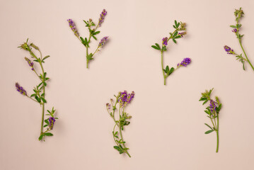Flowers on beige background. Flat lay, top view