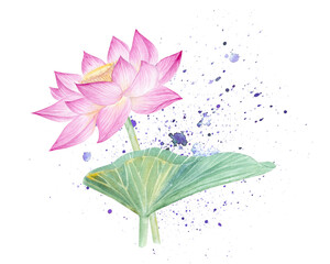 Lotus flowers,leaves,seeds. Hand drawn watercolor illustration of pink water lily,green leaves and seeds.Botanical drawing.Set with lotuses for design