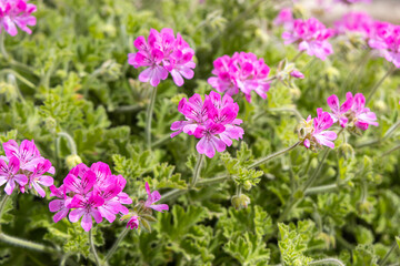 Obraz premium A bright pink Pelargonium geranium flowers with green burgeons and leaves are in the summer garden