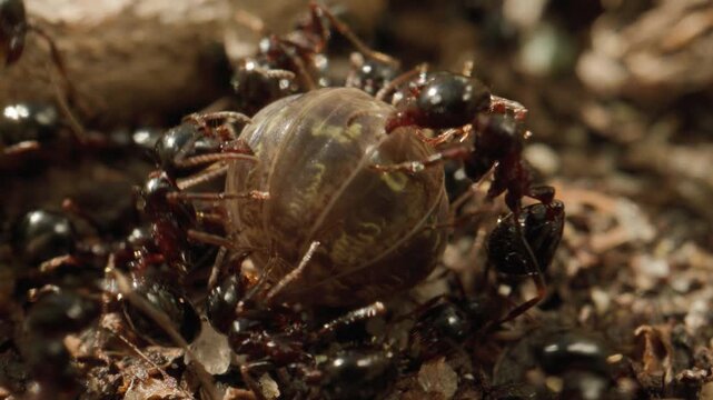 Fourmis attaquent cloporte