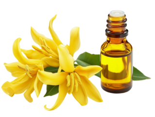 Bottle of ylang ylang essential oil paired with fresh ylang ylang flowers isolated on white background