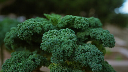 Closeup of curly kale brassica oleracea outdoors in mallorca showcasing the rich green leaves against a blurred natural background