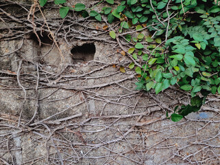 dried tree roots on old stone wall with some green leaf on the corner of the image. Natural floral grunge texture.